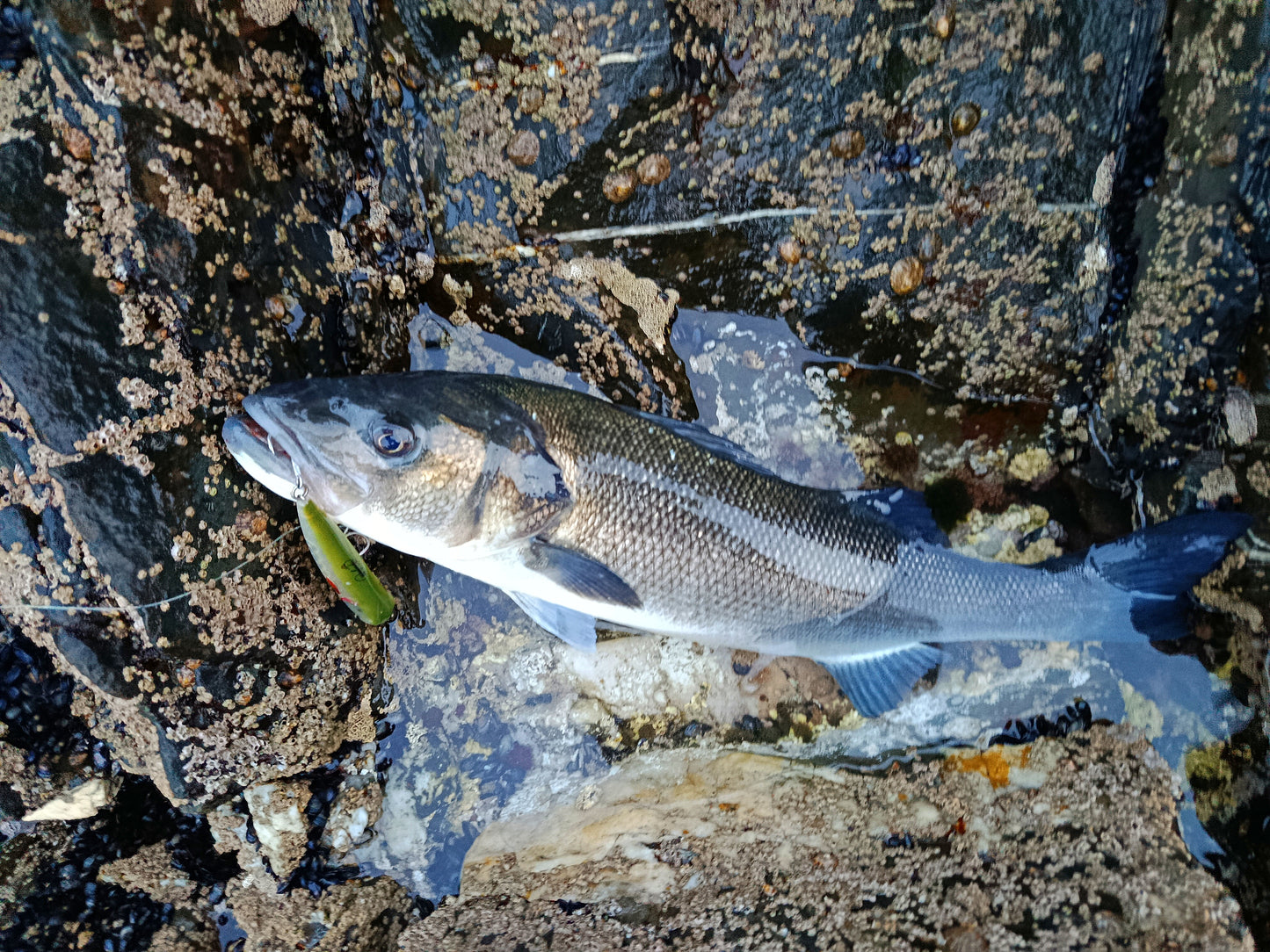 Waylander - Wayward 120 LF Minnow (sin plomo)