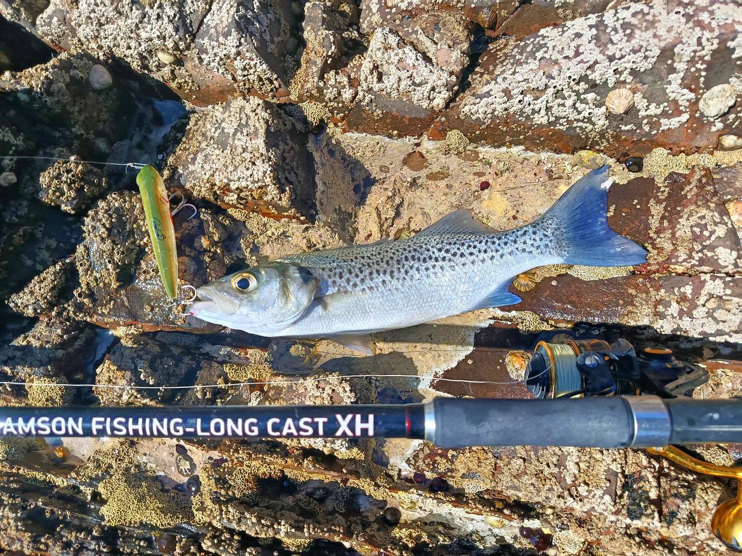 Waylander - Wayward 120 LF Minnow (sin plomo)