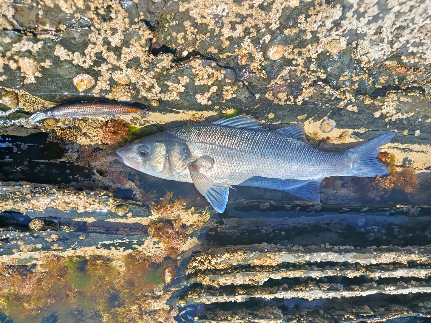 Waylander - Wayward 120 LF Minnow (sin plomo)