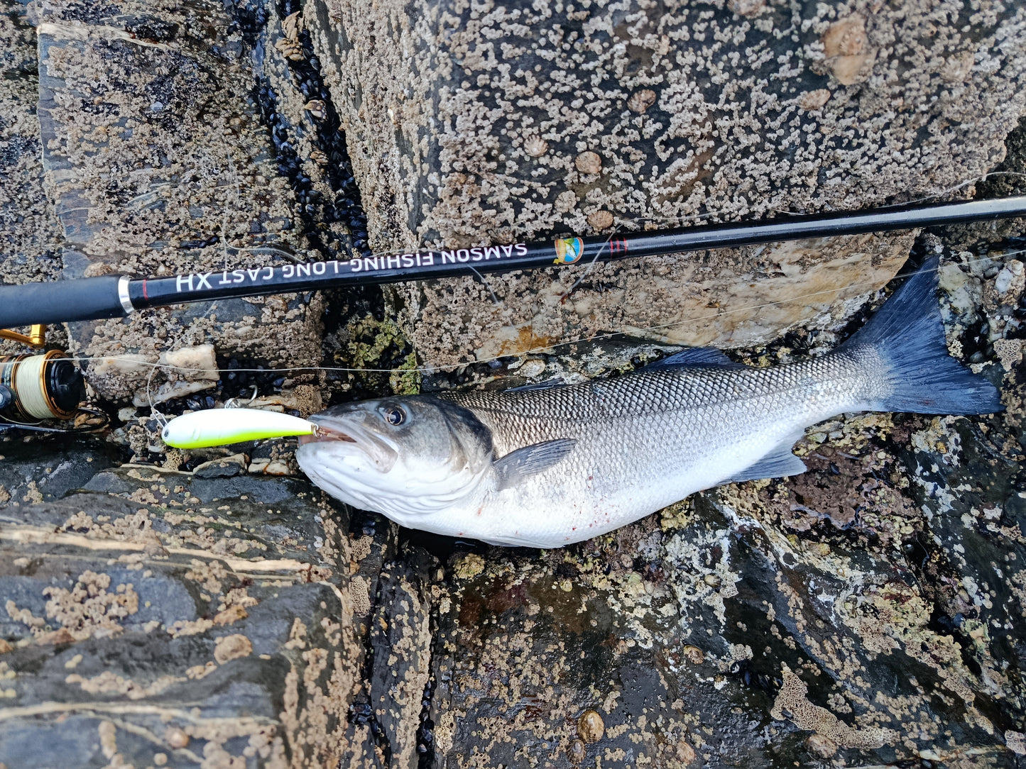Waylander - Wayward 120 LF Minnow (sin plomo)