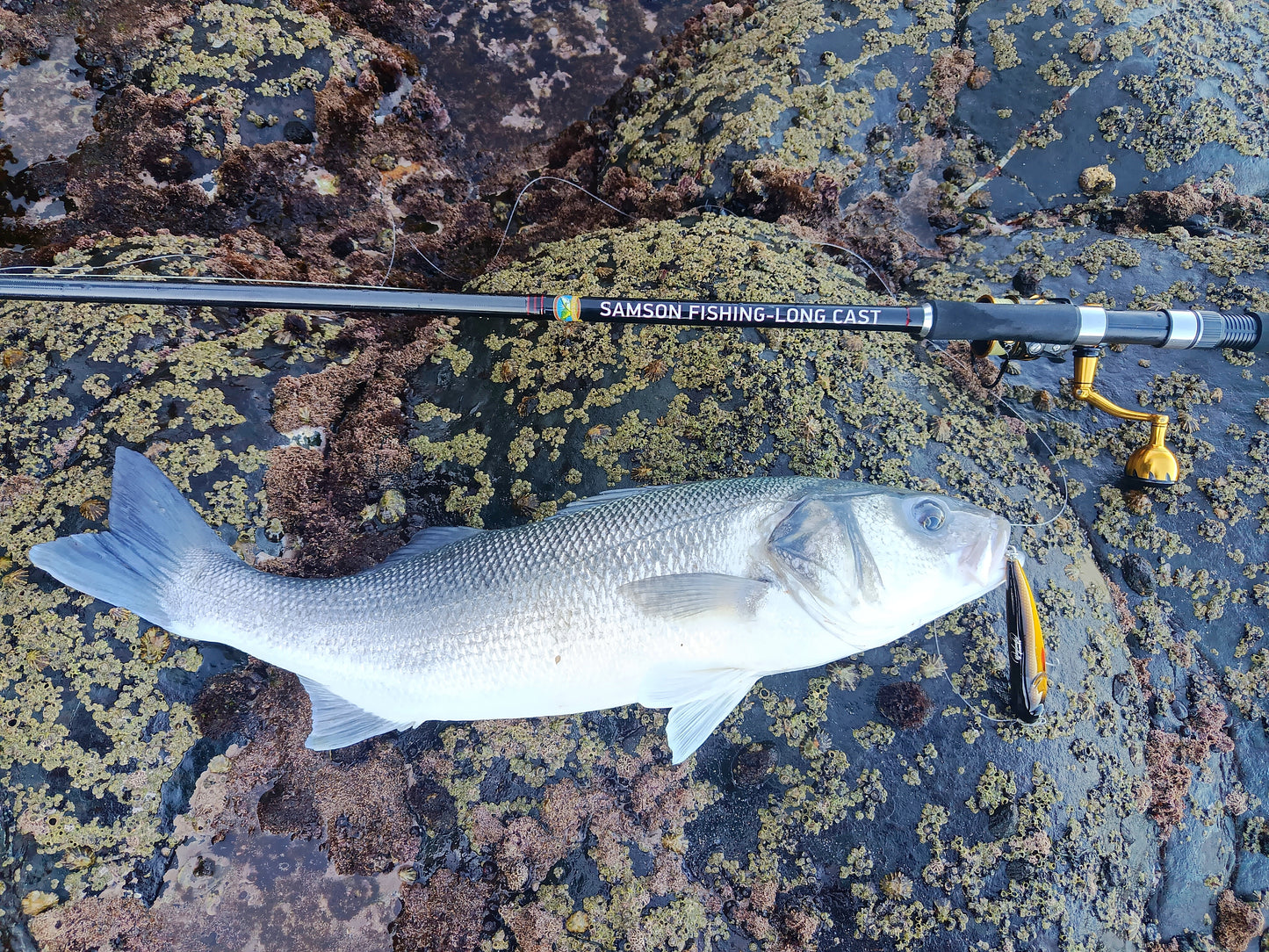 Waylander - Wayward 120 LF Minnow (sin plomo)