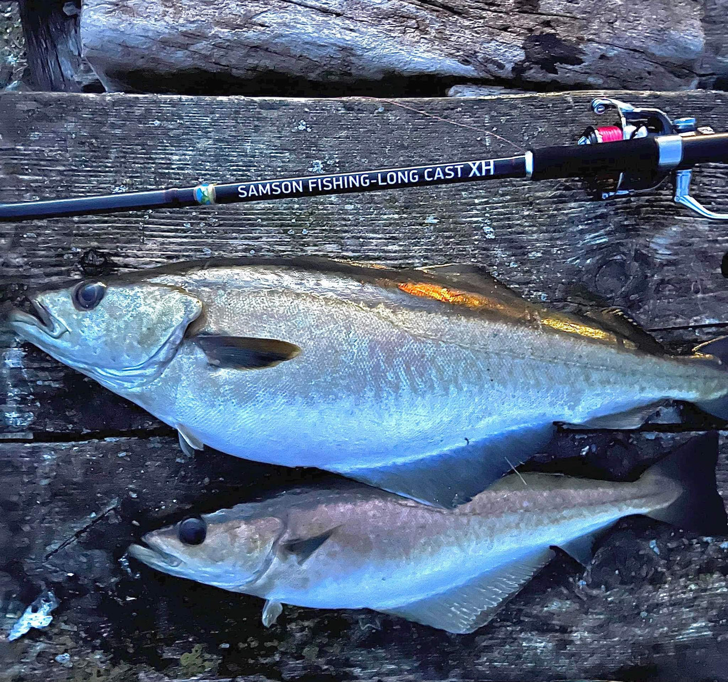 Canne à lancer Samson Long Cast 12 pieds - TODOS 30-100 g