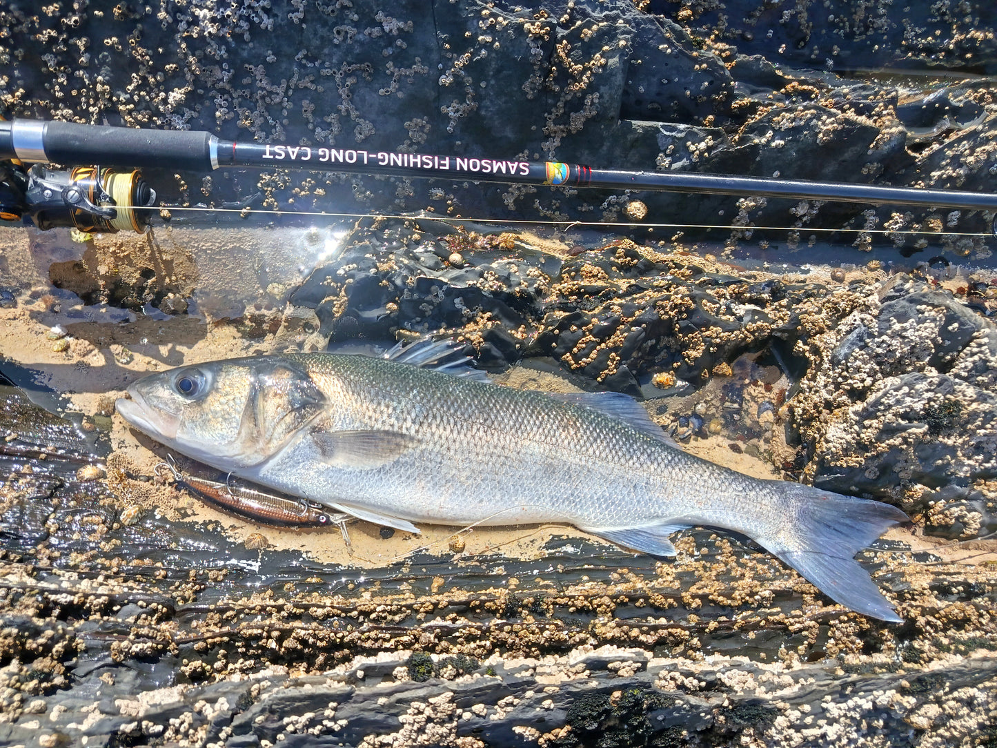 Waylander Pulse Runner - Crankbait de surface sans plomb pour eaux peu profondes