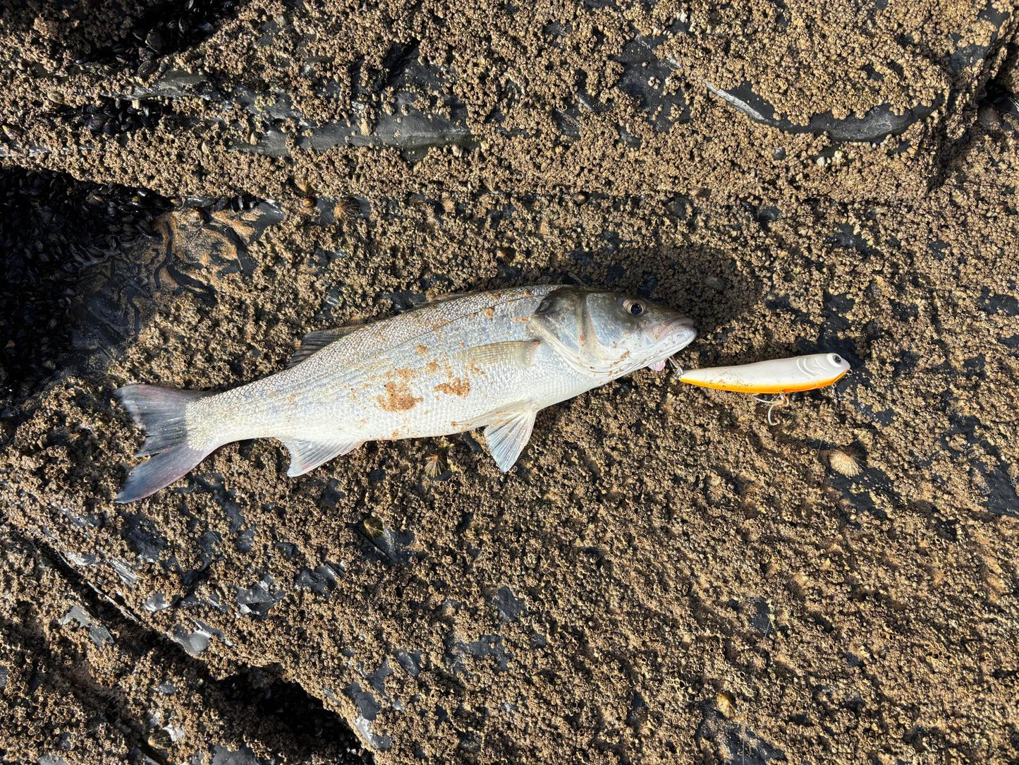 Waylander - Wayward 120 LF Minnow (sin plomo)