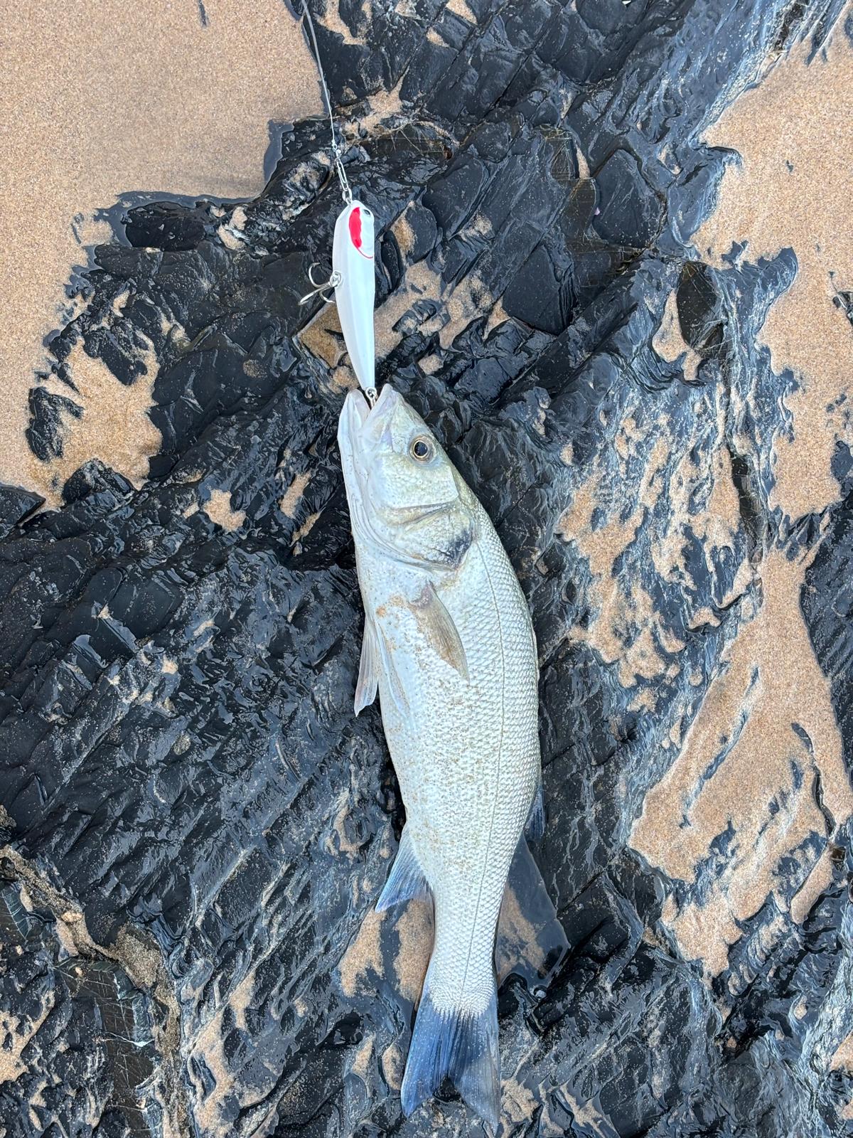 Waylander - Wayward 120 LF Minnow (sin plomo)