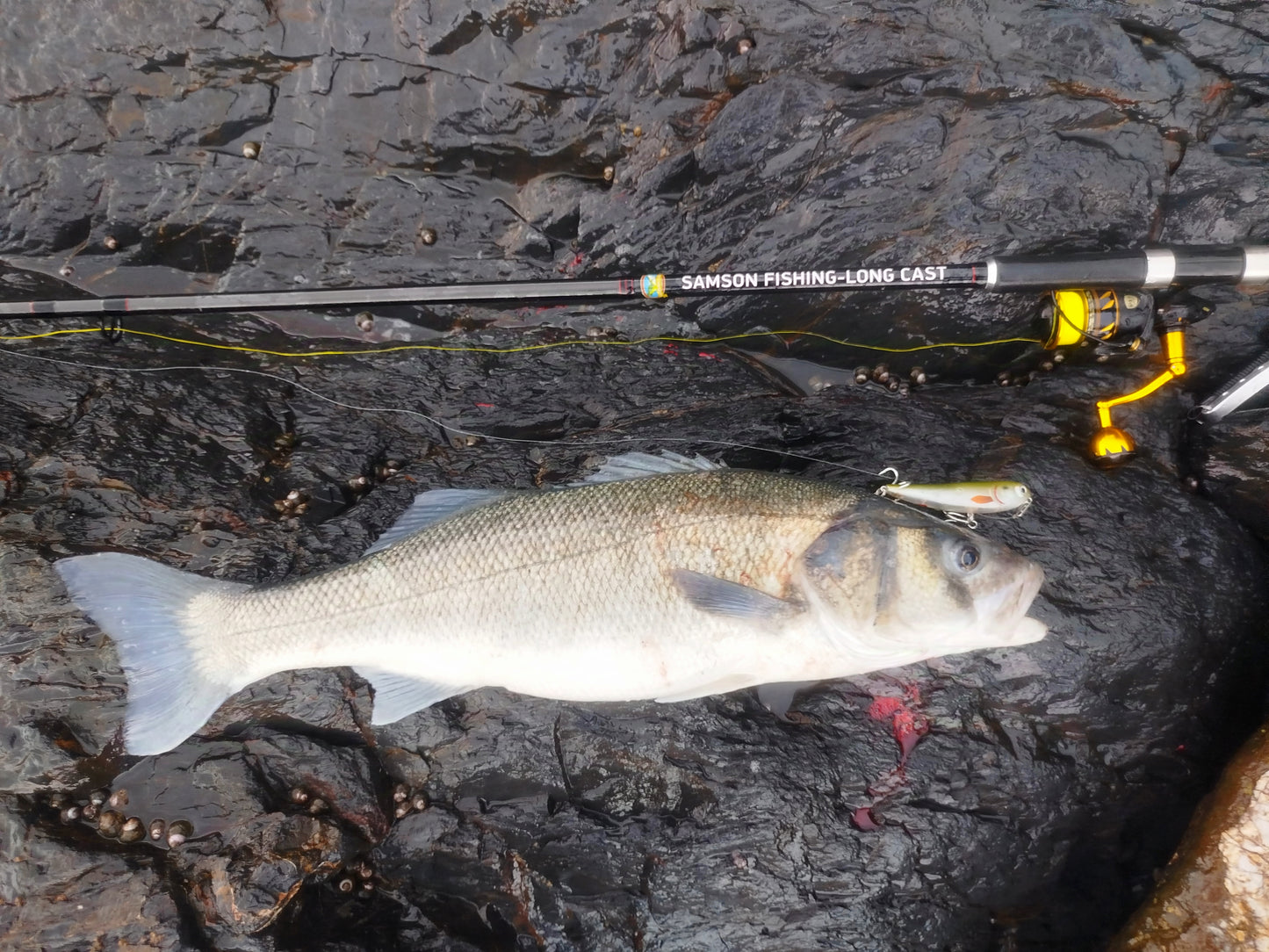 Waylander - Wayward 120 LF Minnow (sin plomo)