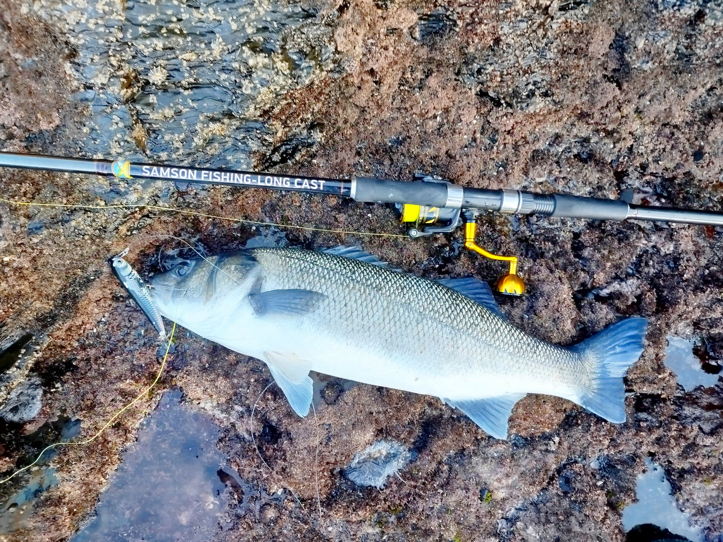Waylander - Wayward 120 LF Minnow (sin plomo)