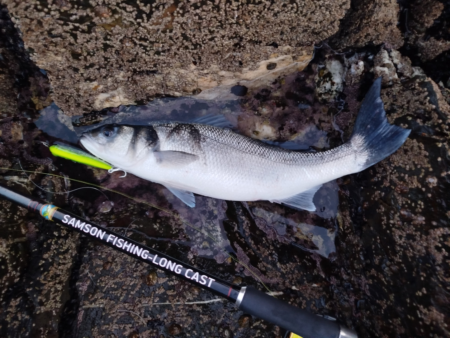 Waylander - Wayward 120 LF Minnow (sin plomo)