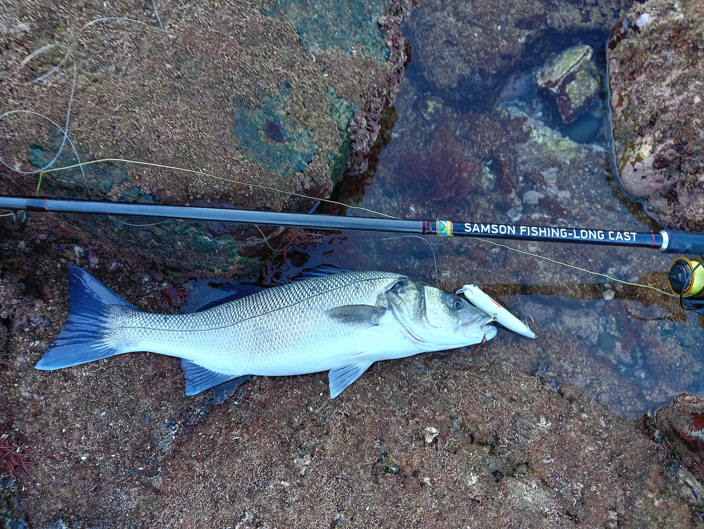 Waylander - Wayward 120 LF Minnow (sin plomo)