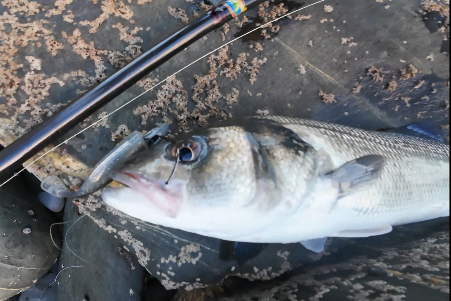 Waylander - Mean Minnow x3 Plastica morbida con Jighead (senza piombo)