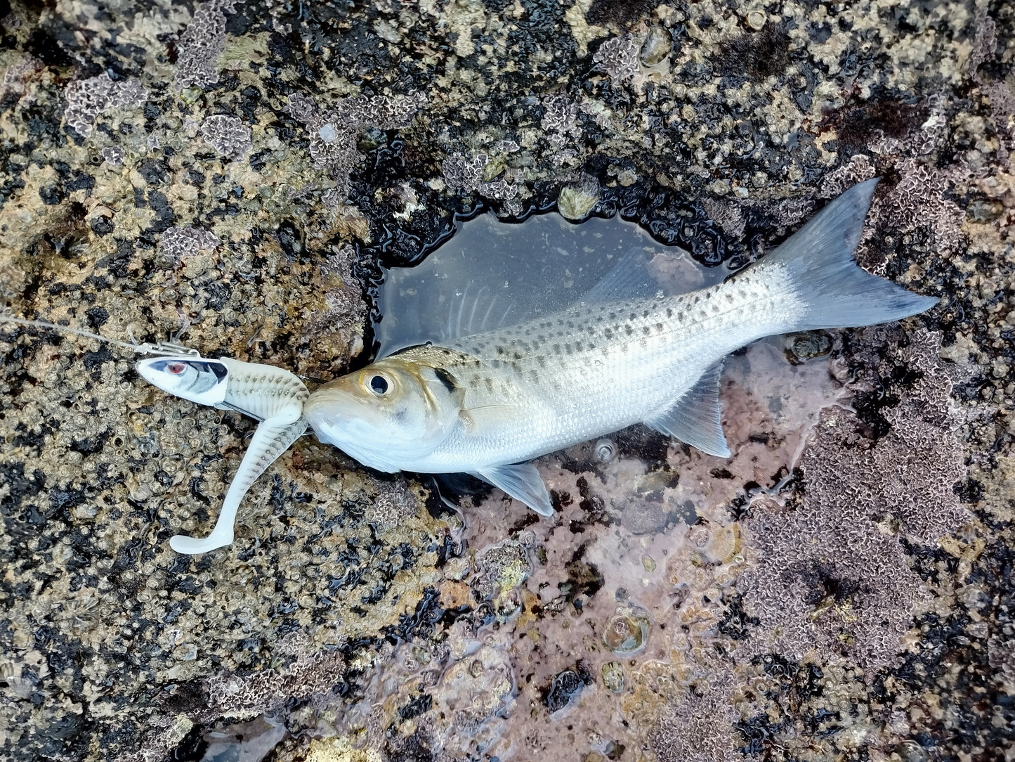Waylander - Mean Minnow x3 Plastica morbida con Jighead (senza piombo)
